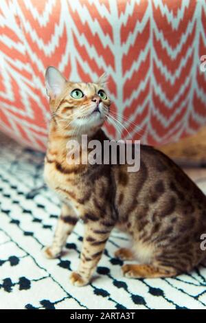 Bengal-Katze-Porträt Stockfoto