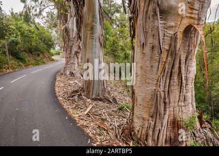 Eukalyptusbäume, invasive Arten aus Australien geholt, entlang der Straße D-55 im Wald von Chiavari, Corse-du-Sud, Korsika, Frankreich Stockfoto