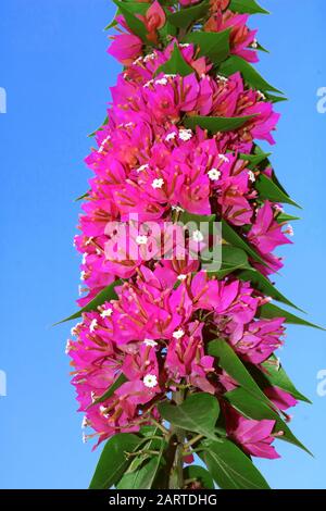 Blumen von blühenden Bougainvillea, lat. Bougainvillea, über blauem Himmel. Lila Bougainvillea Blumen. Kann als Hintergrund verwendet werden Stockfoto