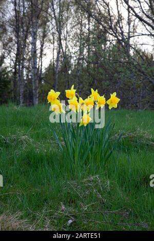 Ein kleiner Haufen wilder Narzissen Narcissus Pseudonarzissen, die auf einer Wiese wachsen und die Ankunft des Frühlings in Schottland Großbritannien ankündigt Stockfoto