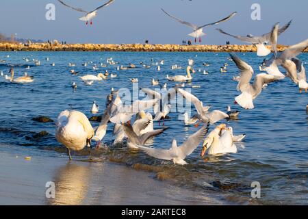 Eine Schar von Vogelschwänen, Silbermöwen - junge und Erwachsene Tiere treiben an einem schönen Wintertag vor der Küste am Varna Strand ein Getue und Hektik auf Stockfoto