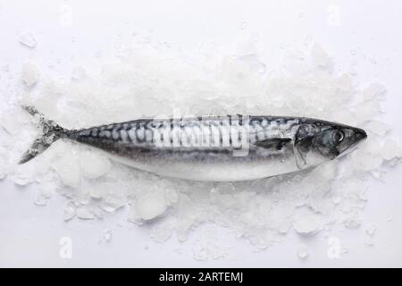 Roher Makrelenfisch mit Eis auf weißem Hintergrund Stockfoto