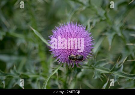 Die Blume der lila Distel in der Steppe und die Biene, die darauf sitzt und Nektar sammelt. Stockfoto