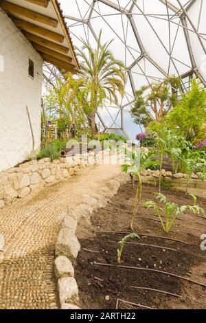 Das Eden Project Mediterranean Biome beliebte Besucherattraktion mit Gärten in riesigen Kuppeln Stockfoto