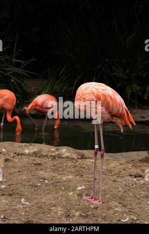Kein Kopf oder Hals, bunt gefiederter lebendiger Körper eines Flamingos, der auf 2 Beinen neben einem Teich steht, 2 Flamingos im Hintergrund, ungewöhnlicher vertikaler Schuss Stockfoto