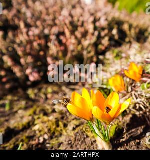 Schöne gelbe Krokus Blumen mit Bienen im Frühling Garten Stockfoto