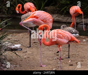 Bunter gefiederter Körper auf einem Bein stehend, Kopf ein Hals versteckt hinter einem rosafarbenen Flamingo, der auf einem Bein steht, 3 junge graue Flamingos Stockfoto