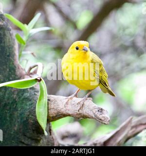 Kanarienatlantik. Ein kleiner brasilianische Wildvogel. Stockfoto