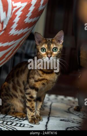 Bengal-Katze-Porträt Stockfoto