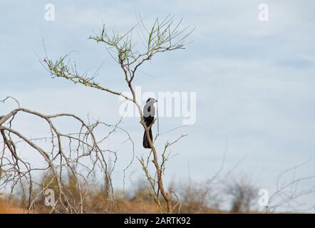 Vogel in der Tatacoa-Wüste Kolumbien Stockfoto