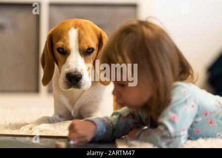 Beagle Hundebegleiter mit Baby im Vordergrund. Selektiver Fokus, Familienhundekonzept. Stockfoto