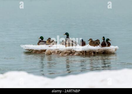 Auf einer Eisscholle auf dem Michigansee sitzende Mallards Stockfoto