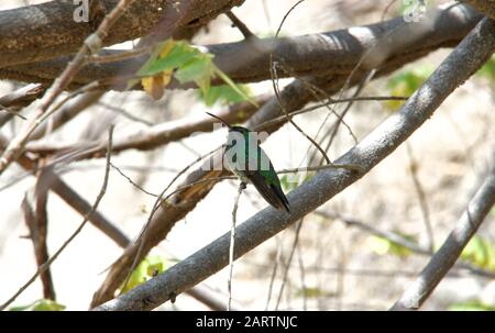 Westlicher Smaragdkolibris Hummingbird in der Tatacoa-Wüste Kolumbien Stockfoto