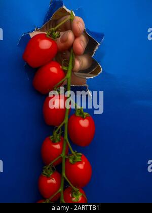 Hand, die den Tomatenbund durch ein Loch in blauem Papier hält, Konzept der gesunden Lebensweise, frisches ökologisches Gemüse. Stockfoto