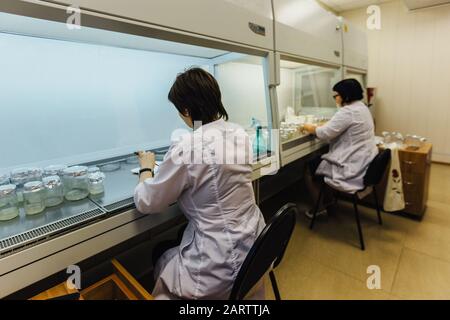 Wissenschaftler arbeiten in einer laminaren Schachtel. Vorbereitung von Mikropflanzen zum Klonen in vitro. Stockfoto