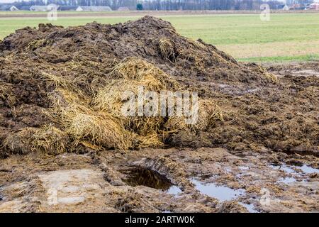 Frühfrühling. Mit Strohhalm gemischter Dung ist bereit, das Feld zu befruchten.Nahaufnahme. Das Dorf im Hintergrund. Milchviehbetrieb. Podlasie, Polen. Stockfoto