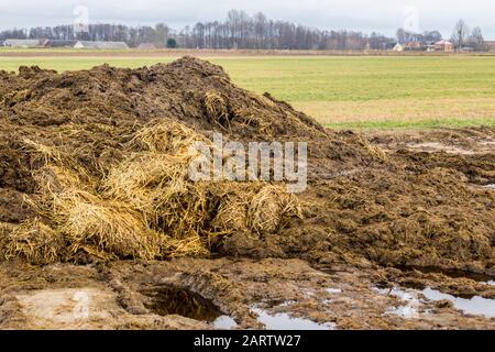 Frühfrühling. Mit Strohhalm gemischter Dung ist bereit, das Feld zu befruchten. Nahaufnahme.Das Dorf im Hintergrund. Milchfarm. Podlasie, Polen. Stockfoto