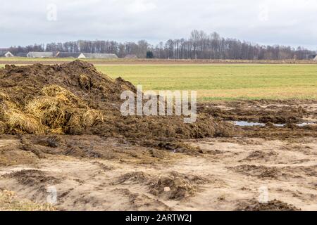 Frühfrühling. Mit Strohhalm gemischter Dung ist bereit, das Feld zu befruchten. Das Dorf im Hintergrund. Milchviehbetrieb. Podlasie, Polen. Stockfoto
