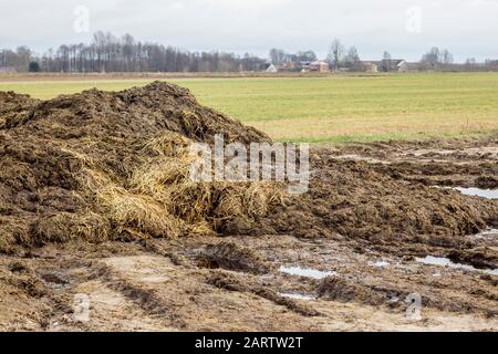 Frühfrühling. Mit Strohhalm gemischter Dung ist bereit, das Feld zu befruchten. Das Dorf im Hintergrund. Milchviehbetrieb. Podlasie, Polen. Stockfoto