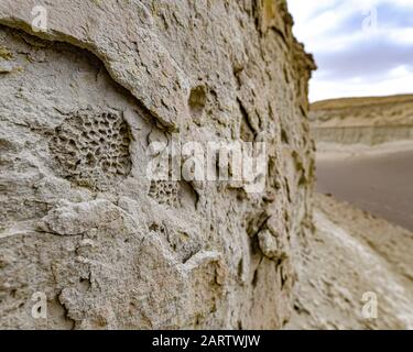 Versteinerte Korallen auf einer Felswand aus Sandstein in der Wüste von Nazca. Ica, Peru Stockfoto