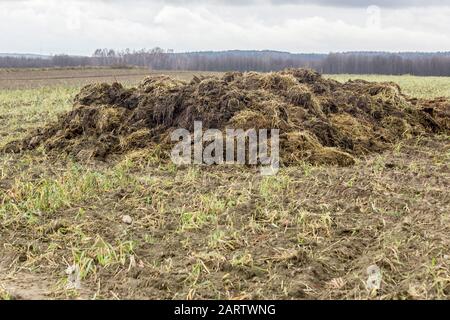 Frühfrühling. Mit Strohhalm gemischter Dung ist bereit, das Feld zu befruchten. Wald im Hintergrund. Milchfarm. Podlasie, Polen. Stockfoto