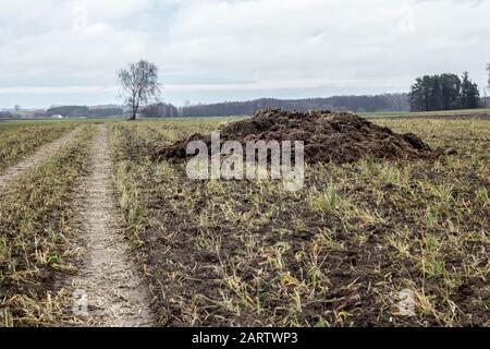 Frühfrühling. Mit Strohhalm gemischter Dung ist bereit, das Feld zu befruchten. Scheunen im Hintergrund. Milchfarm. Podlasie, Polen. Stockfoto