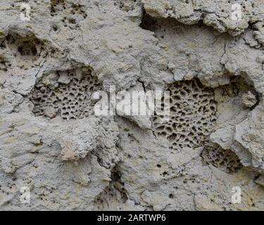 Versteinerte Korallen auf einer Felswand aus Sandstein in der Wüste von Nazca. Ica, Peru Stockfoto