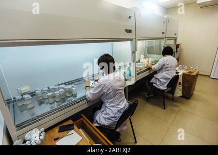 Wissenschaftler arbeiten in einer laminaren Schachtel. Vorbereitung von Mikropflanzen zum Klonen in vitro Stockfoto