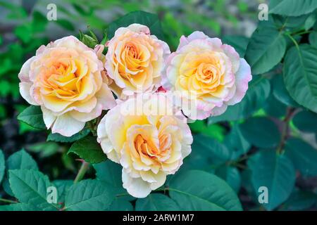 Rosafarbene Rosenblüten blühen im Garten dicht auf. Schöne zarte Blumen mit Knospen auf unscharfen grünen Blättern Hintergrund. Gartenarbeit, Florisch Stockfoto