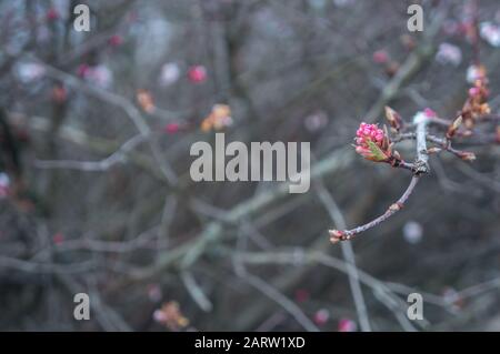 Kühle Nahaufnahme der tief rosafarbenen Blumenknospen an einem Fleck abseits der Mitte. Verwischte verwickelte Äste im Hintergrund. Romantisches und knackiges Design Stockfoto