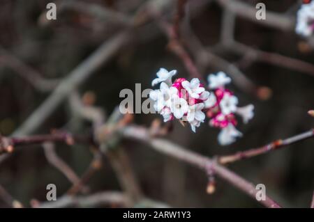 Nahaufnahme eines kleinen weißen und rosafarbenen Blumenhaufens mit dünnen Zweigen, die im Hintergrund nicht scharf sind. An einem hellen Frühlingstag gedreht Stockfoto