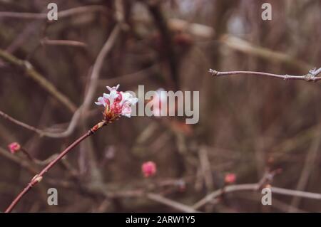 Warmrosa gefärbtes Foto von weißen und dunkelrosa Haufen von Frühlingsblumen an Ästen. Romantisches Konzept mit zwei Zweigen in der Mitte Stockfoto