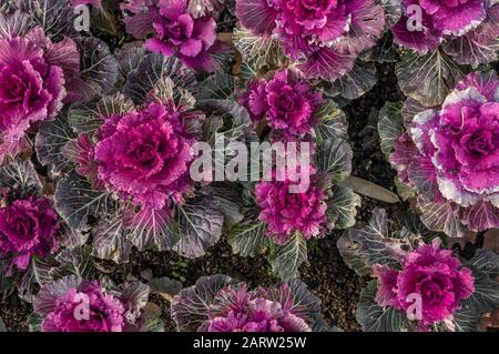 Feld der lila und rosa Zierblütenkale mit dunkelgrünen Blättern. Brassica oleracea var. acephala oder Nagoya Rose Stockfoto