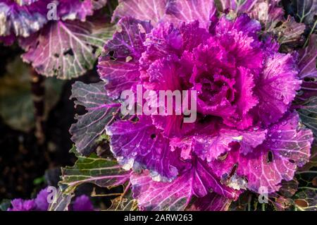 Leuchtend pinkfarbene, violette Zierkale blüht. Latin Brassica oleracea var. acephala oder Nagoya Rose Stockfoto