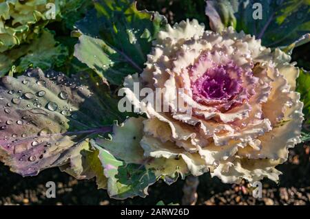 Wassertröpfchen, die dekorative weiße und rosafarbene Kale und tiefgrünes und violettes Blatt bedecken. Morgensonnengestreaming auf Blume. Stockfoto