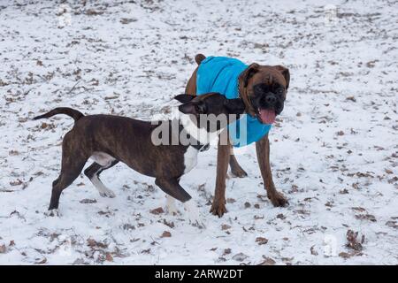 Im Winterpark spielen deutsche Boxerwelpen und Amperson-Welpen. Haustiere. Reinrassige Hunde. Stockfoto