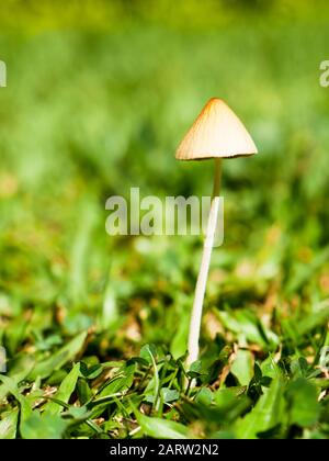 Einsamer Pilz auf einem Hinterhofgarten in Envigado Kolumbien kein Körperkopierraum vertikale Ausrichtung Stockfoto