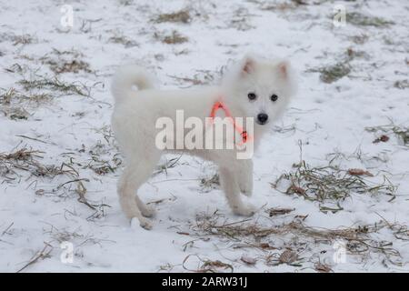 Der süße japanische Spitzelwelpen im orangefarbenen Hundekragen blickt auf die Kamera. Haustiere. Reinrassige Hunde. Stockfoto