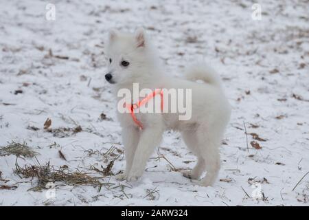 Im Winterpark steht süßes japanisches Spitzelwelpen in orangefarbenem Hundekragen. Haustiere. Reinrassige Hunde. Stockfoto