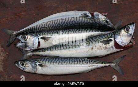 Atlantischer Makrele [ Scomber scombrus ] auf Holzbrett gefangens und bereit zum Filet Stockfoto