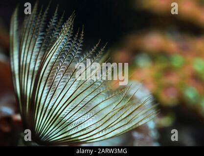 Federstaub Wurm aus der Familie Sabellidas im heimischen Aquarium Stockfoto