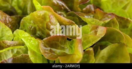 Red oak leaf Salat. Auch oakleaf genannt, eine Vielzahl von Lactuca Sativa. Red butter Kopfsalat mit deutlich gelappte Blätter mit Eichenlaub Form. Makro clo Stockfoto