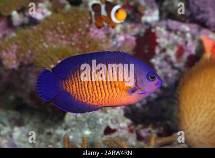 Coral Beauty [ Centropyge bispinosa ] im Home Reef Aquarium Stockfoto