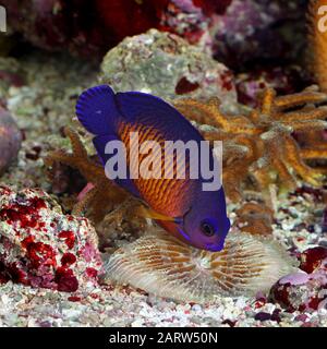 Coral Beauty [ Centropyge bispinosa ] im Home Reef Aquarium Stockfoto