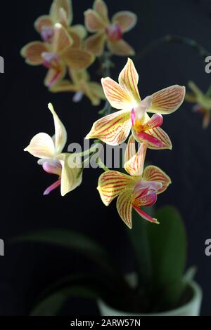 Markante Stripy bizerverlassen geformte gelbe und rosafarbene Orchideenblüten auf einem dunkel verschwommenen mysteriösen Hintergrund. Stockfoto