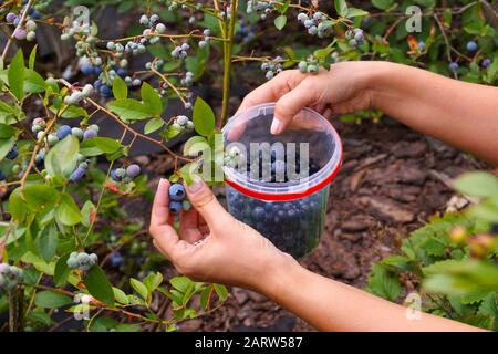 Manuelle Ernte von reifenden Früchten in Kunststoffbehälter. Blaubeer-Plantage (Highbush). Stockfoto