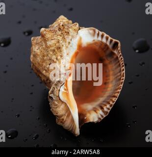 Nasse leere Schale aus Rapana venosa auf schwarzem Grund mit Wassertropfen. Nahansicht. Stockfoto