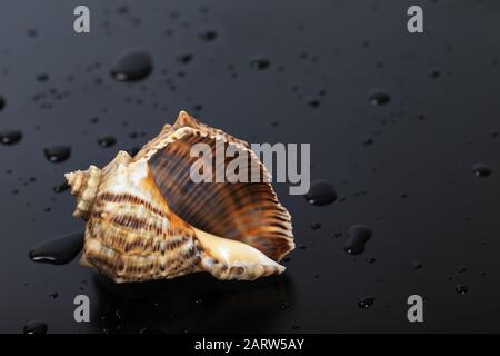 Nasse leere Hülle von rapana venosa auf schwarzem Hintergrund mit Wassertropfen Stockfoto