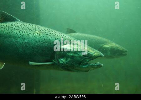 Fische auf dem Weg zum Laichen, Blick von Ballard Locks in Seattle. Der Chinook-Lachs (Oncorhynchus tshawytscha) wird auch Königslachs genannt. Stockfoto