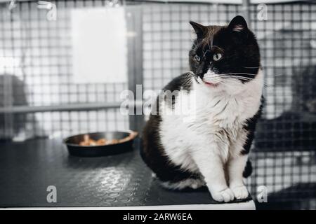 Obdachlose Katze isst Lebensmittel im Tierheim, in Hintergrundkäfigen zum halten Stockfoto